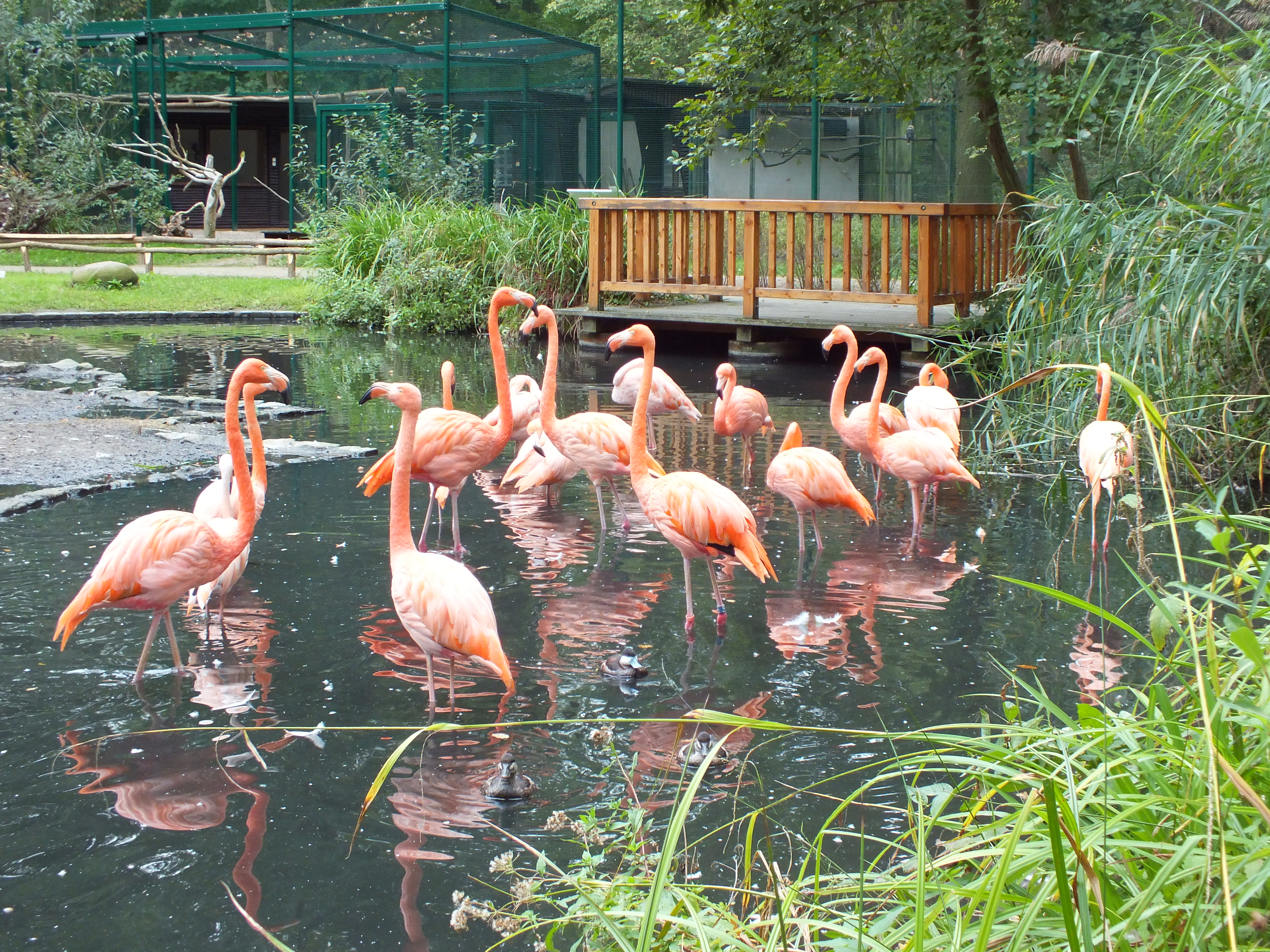 Kubaflamingos wieder in der Lagune