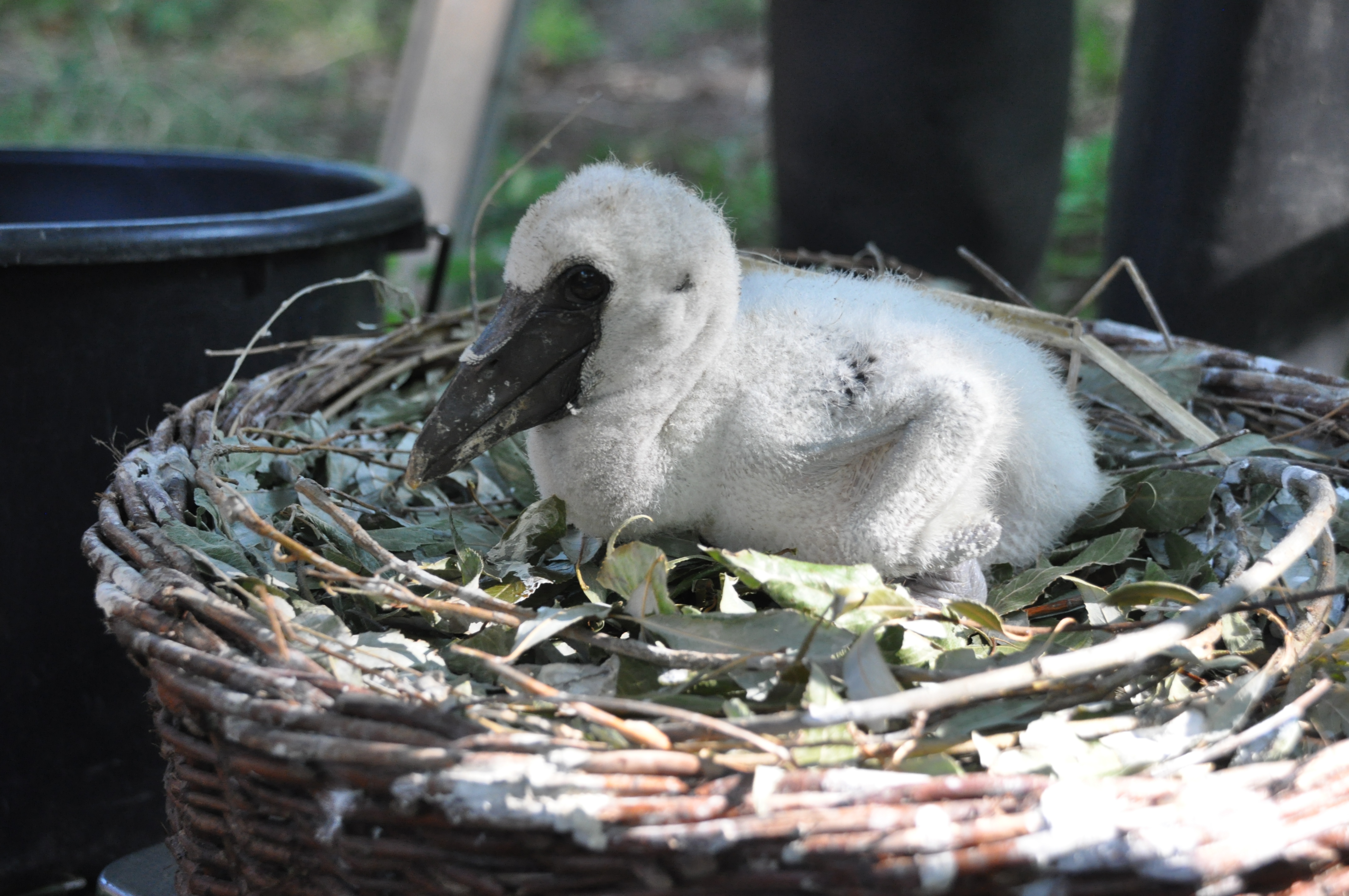 Später Storch im Winter