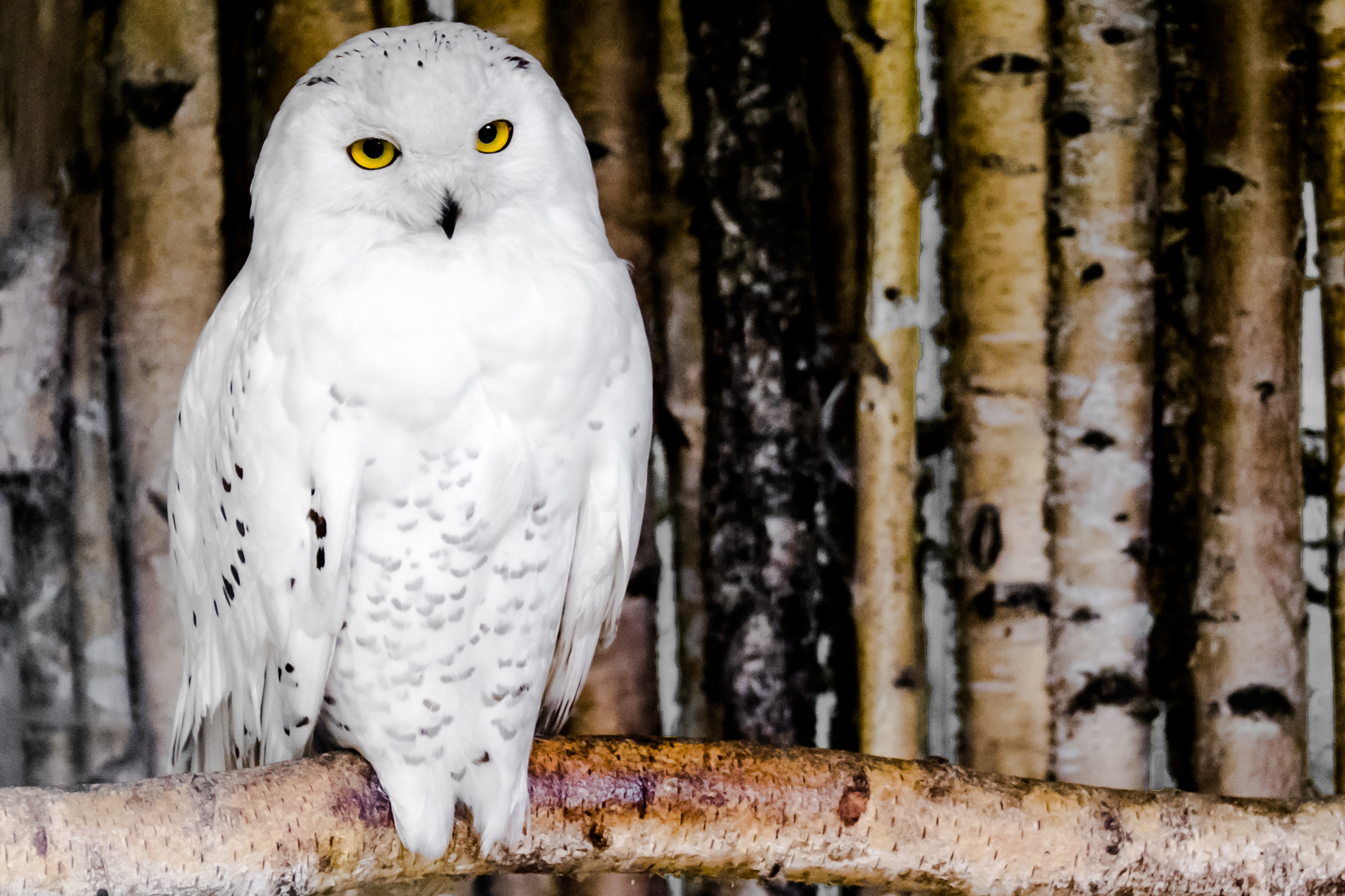 Schneeeulen in neuer Voliere