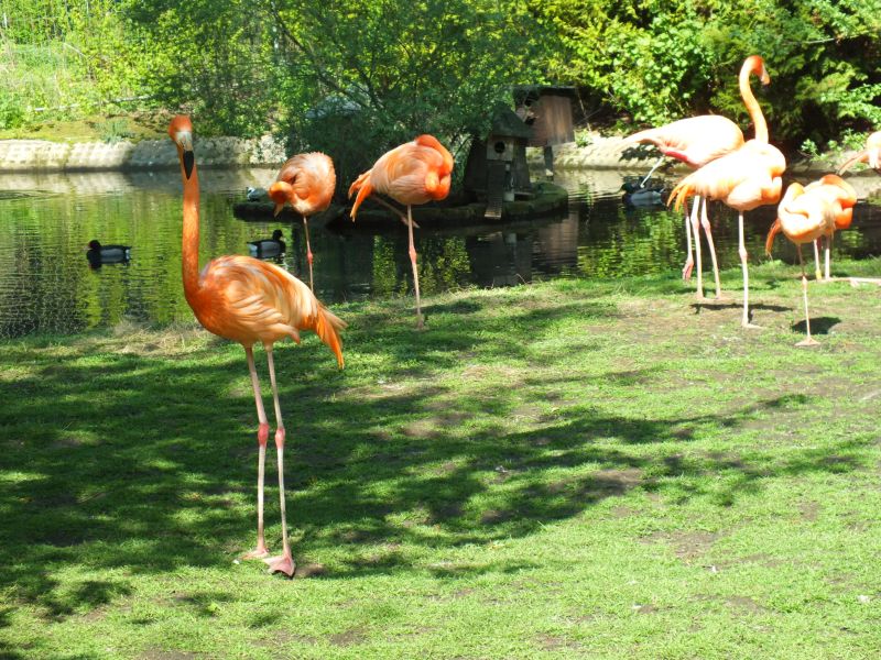 Flamingos s