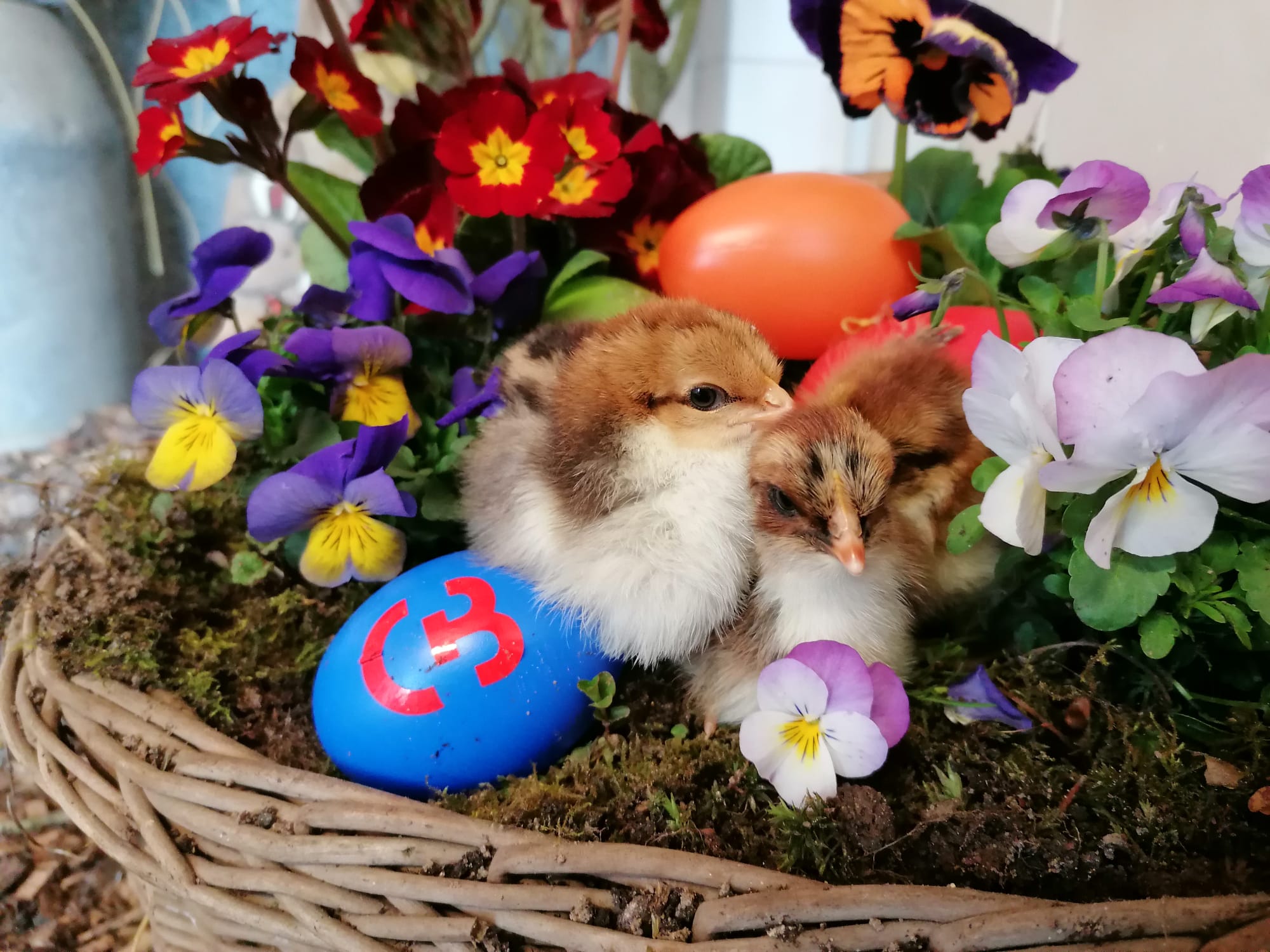 Osterküken im Tierpark Cottbus