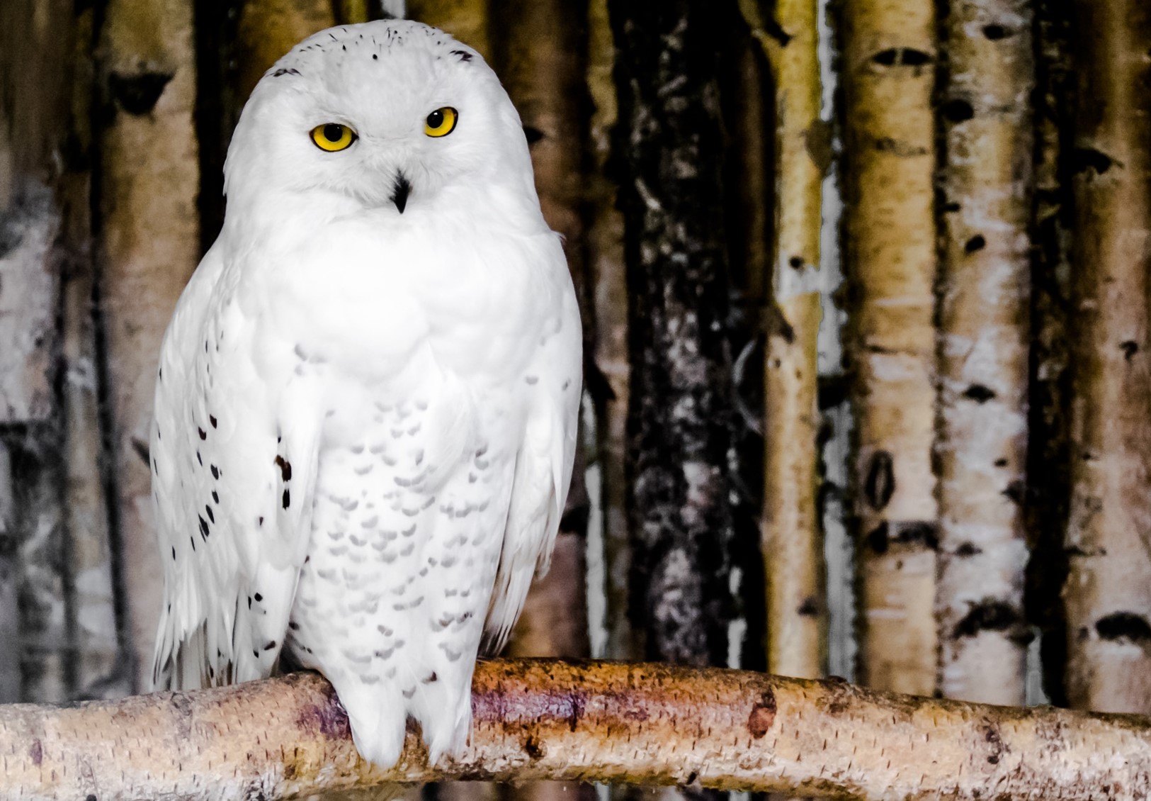 Wieder Schnee-Eulen im Tierpark Cottbus
