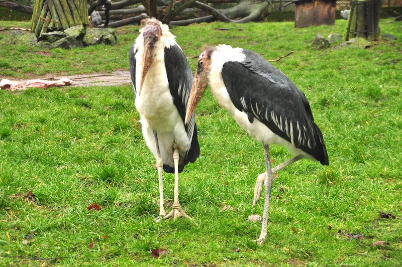 Zur Webseite des Tierpark Fördervereins wechseln