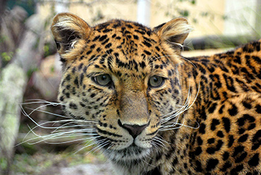 leopard