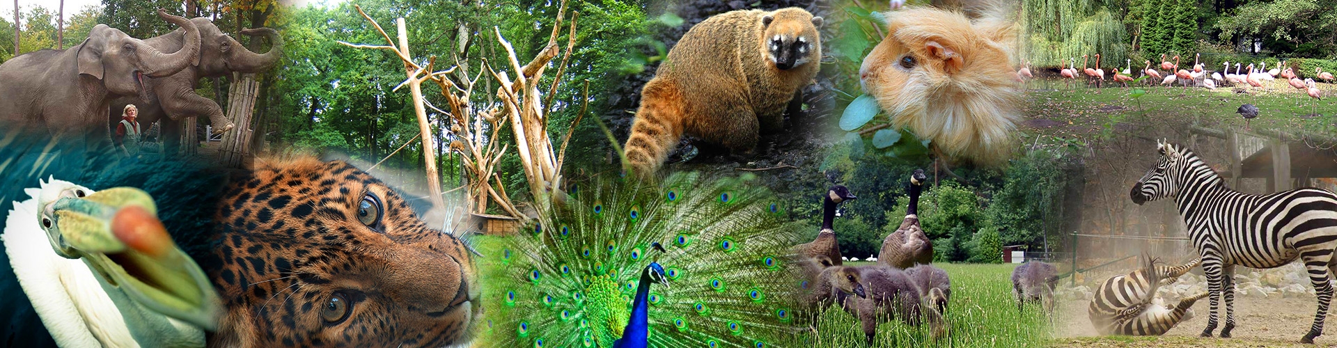 „Don Chung“ im Tierpark Cottbus angekommen