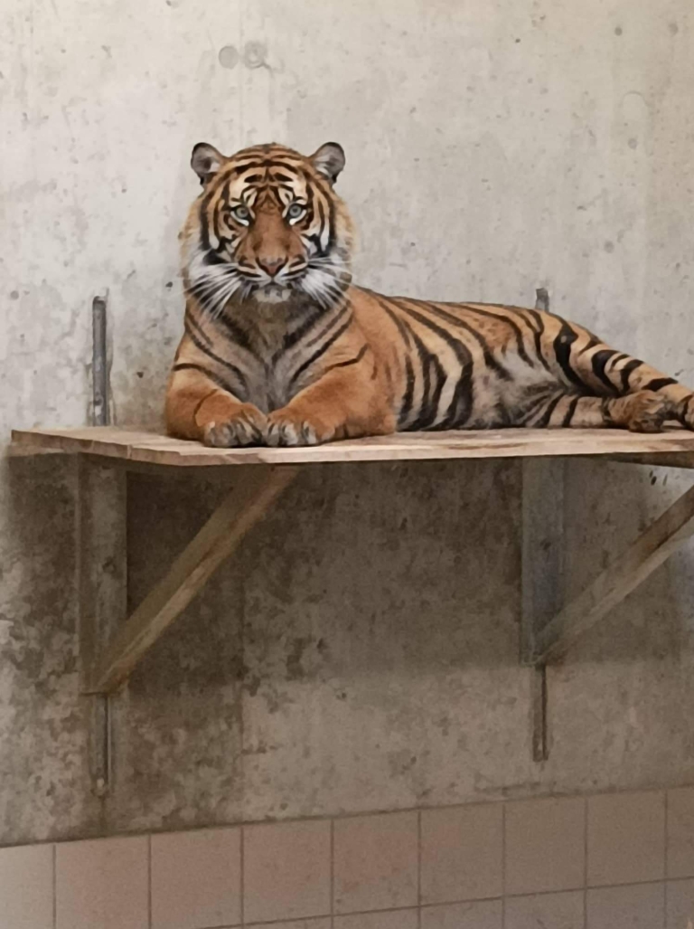 Wieder Tiger im Tierpark Cottbus
