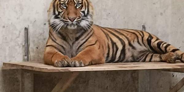 Wieder Tiger im Tierpark Cottbus