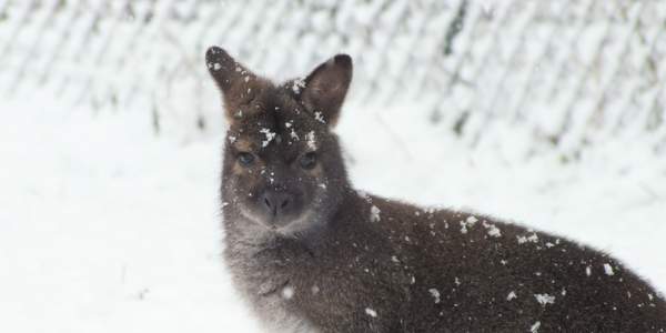 Wintereinbruch im Tierpark