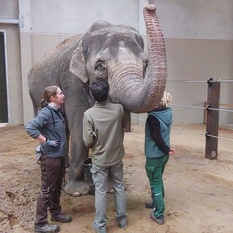 „Don Chung“ im Tierpark Cottbus angekommen