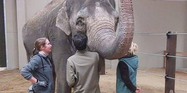 „Don Chung“ im Tierpark Cottbus angekommen