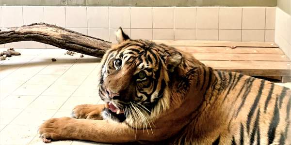 Neuer Sumatratiger im Tierpark Cottbus