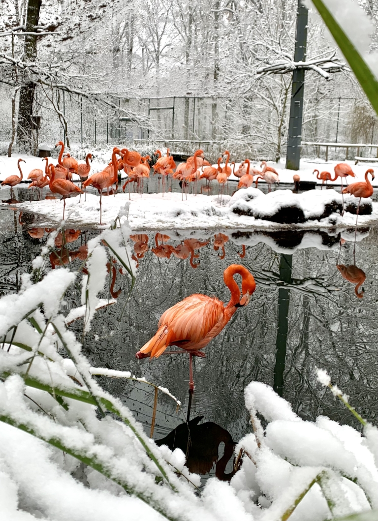 Wintereinbruch im Tierpark