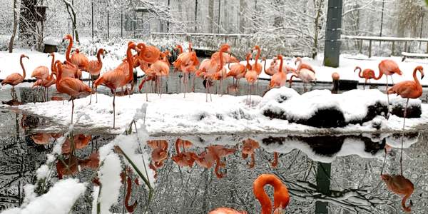 Wintereinbruch im Tierpark