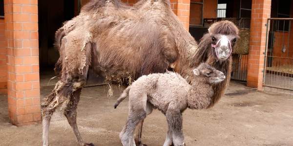 Trampeltier im Tierpark geboren