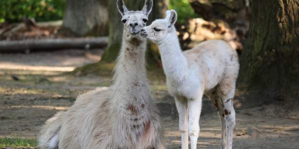 Lama-Nachwuchs