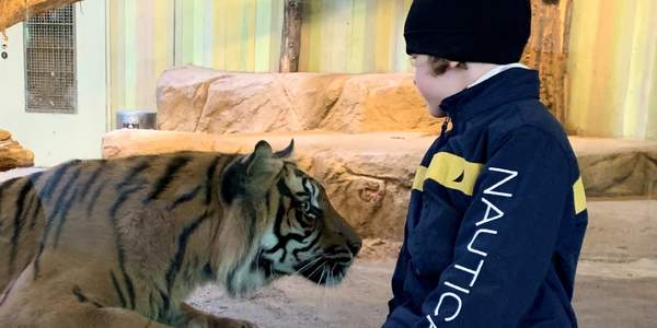 Sumatratiger SURYA