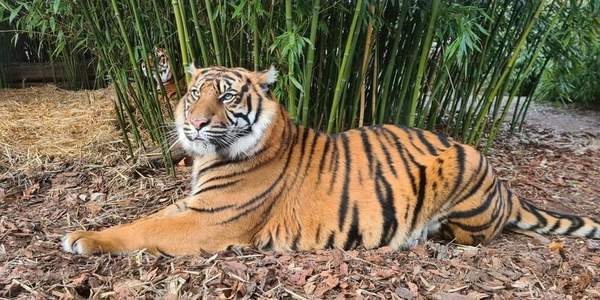 Neue Tiger kommen