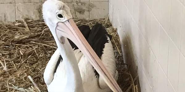 Besonderer Pelikan im Cottbuser Tierpark geschlüpft