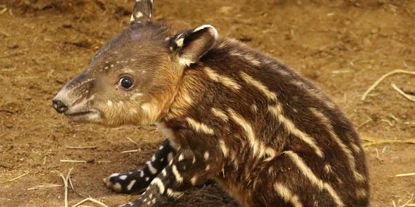 Mittelamerikanischer Tapir geboren