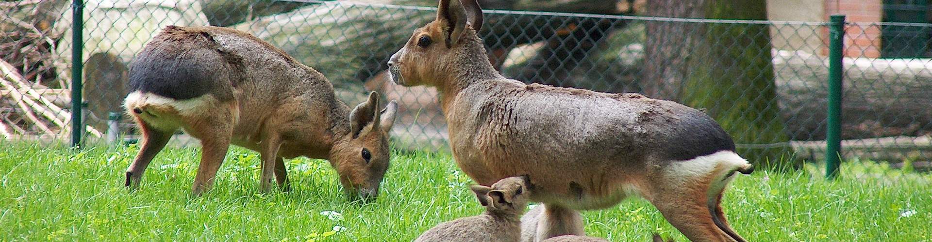 Tierpate werden