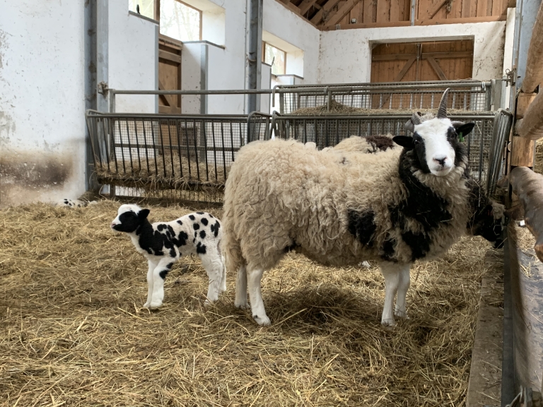 Lämmerglück im Kuhstall