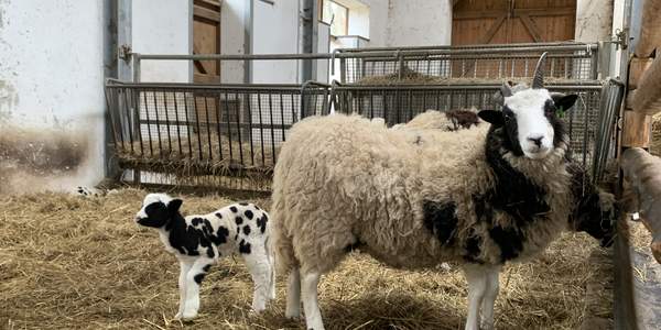 Lämmerglück im Kuhstall